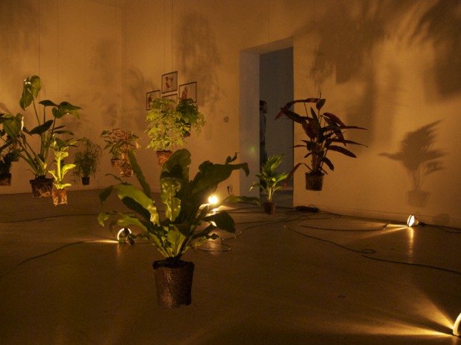 Superplants von Iris-A-Maz im Frappant-Ausstellungsraum