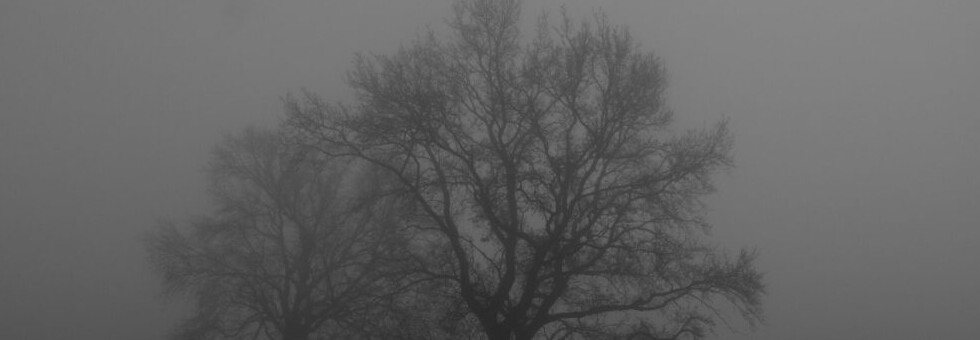 Bild-Baum-im-Nebel-litlab_newsletter-1024×683