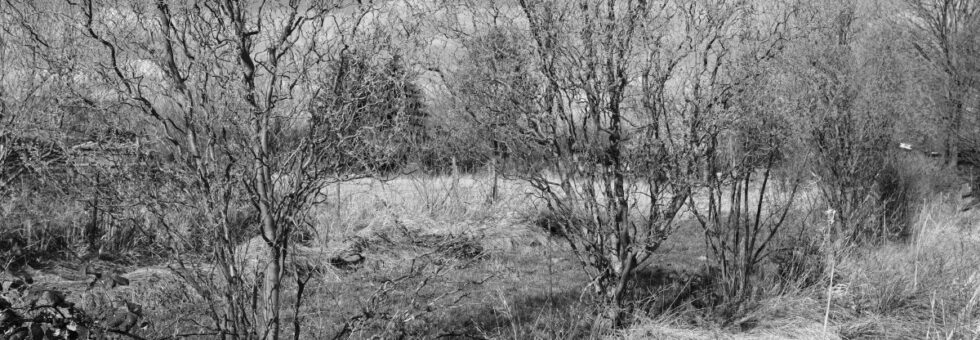 #043 – Vierlande im Frühling (2020) noch kleiner